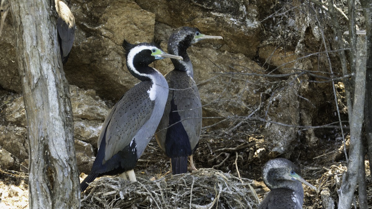 Spotted Shag - ML618257096