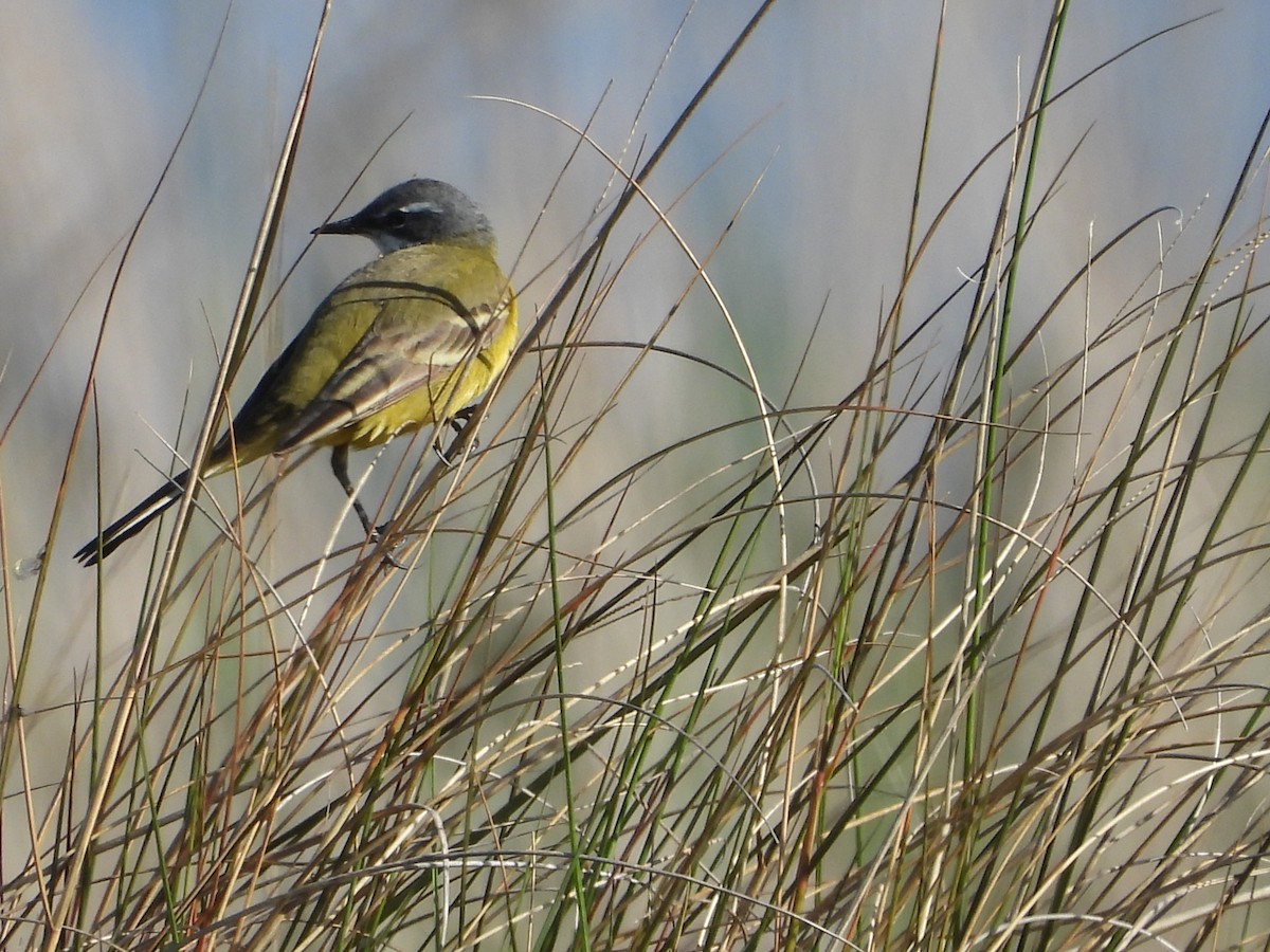 Western Yellow Wagtail - jenny Halpin