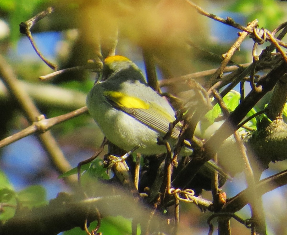 Golden-winged Warbler - Vivek Govind Kumar