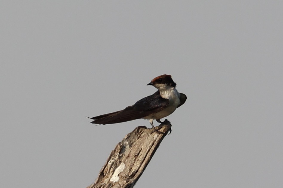 Wire-tailed Swallow - Andrew William