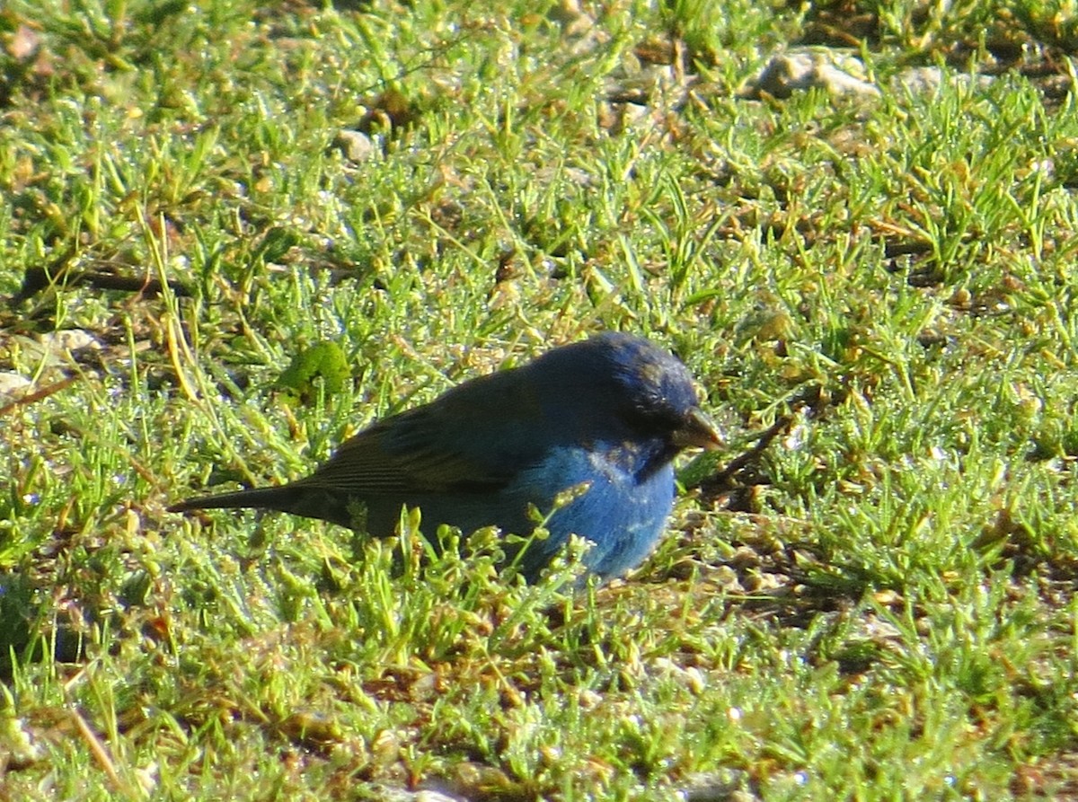 Indigo Bunting - Vivek Govind Kumar