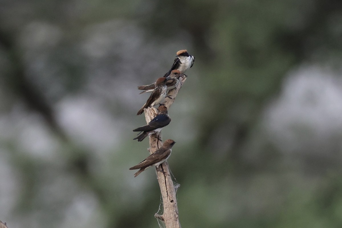 Streak-throated Swallow - Andrew William