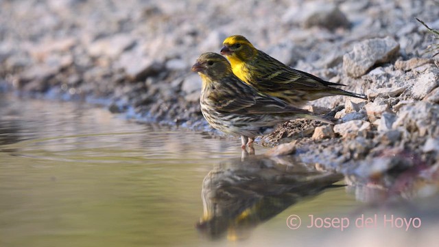 European Serin - ML618257135