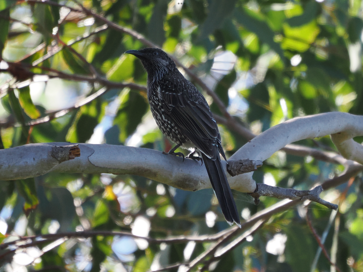 Little Wattlebird - Stephen Bruce