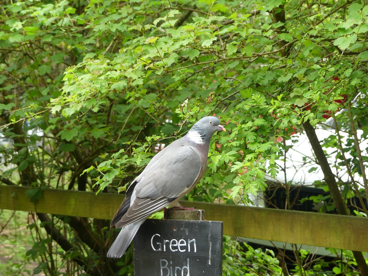 Common Wood-Pigeon - Usha Menon