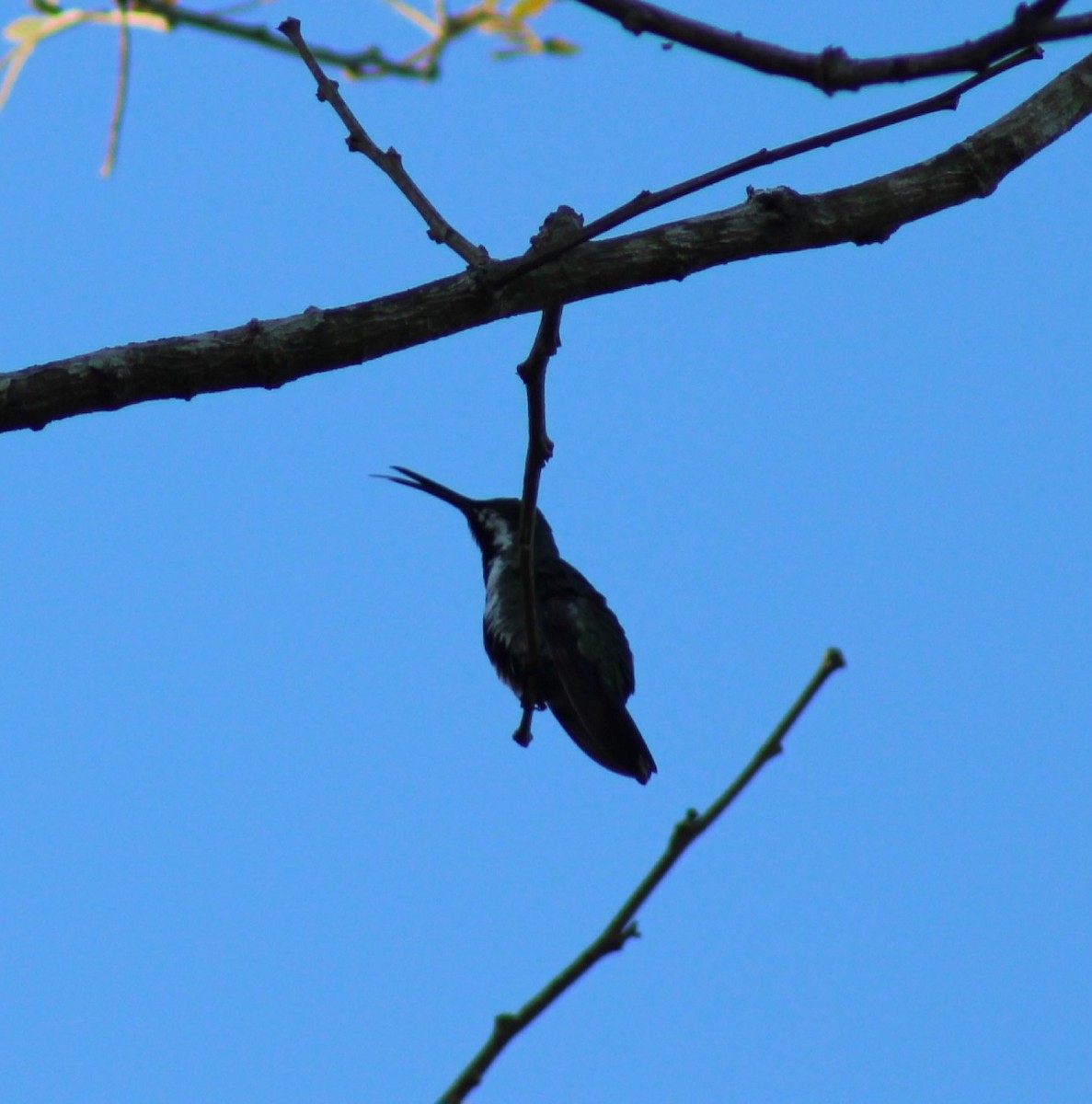 Black-throated Mango - Franziska Riedel