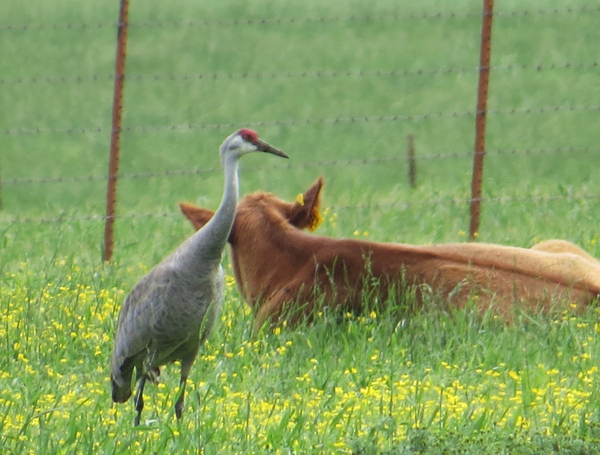 Grulla Canadiense - ML618257246