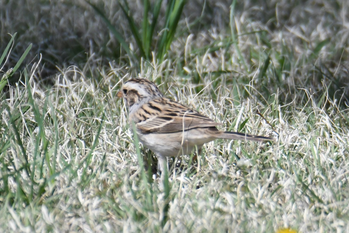 Clay-colored Sparrow - Colin Dillingham