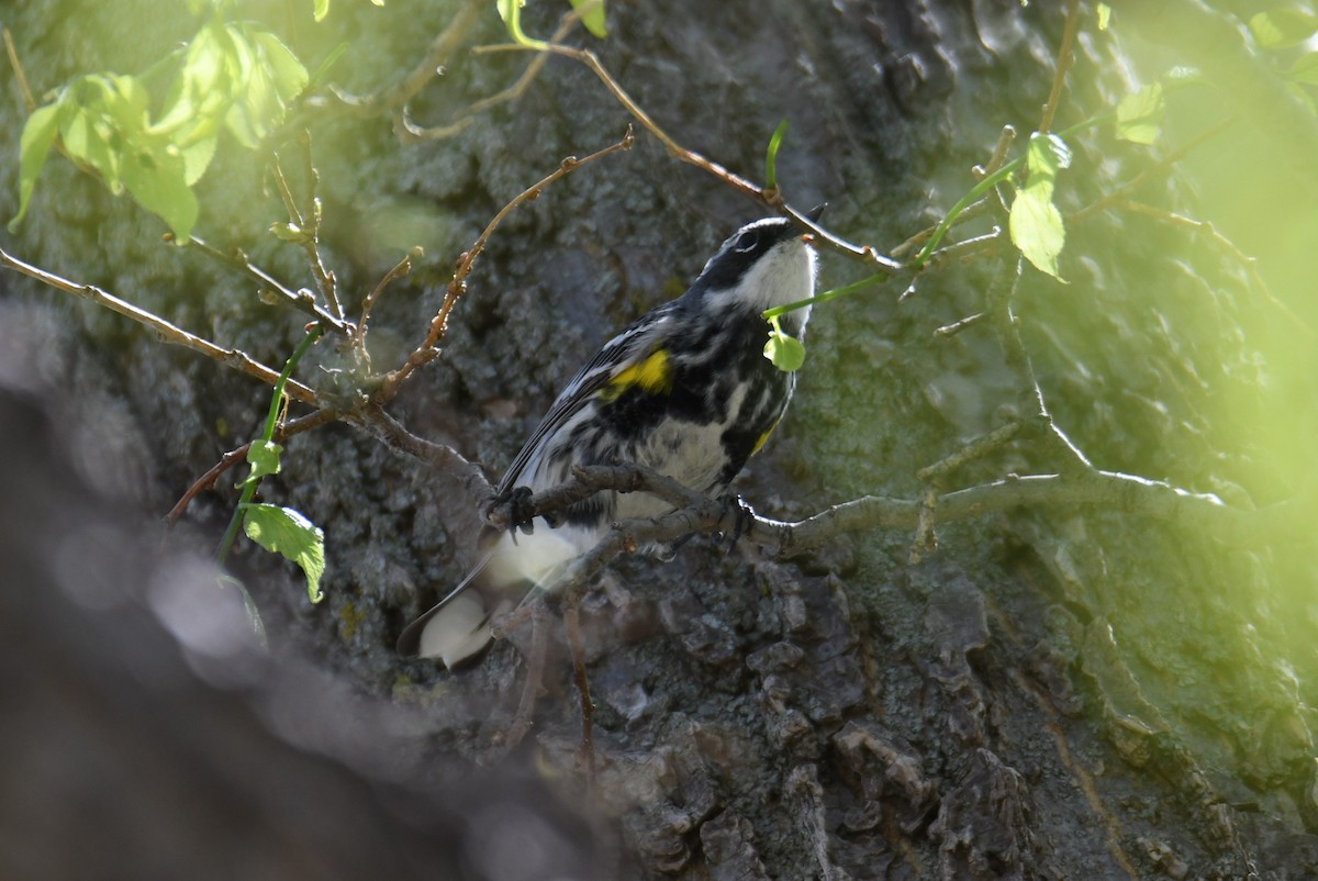 Yellow-rumped Warbler (Myrtle) - Colin Dillingham