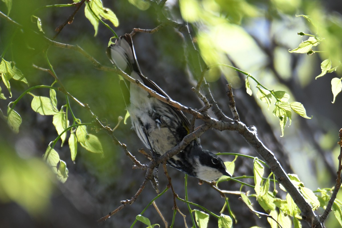 Yellow-rumped Warbler (Myrtle) - Colin Dillingham