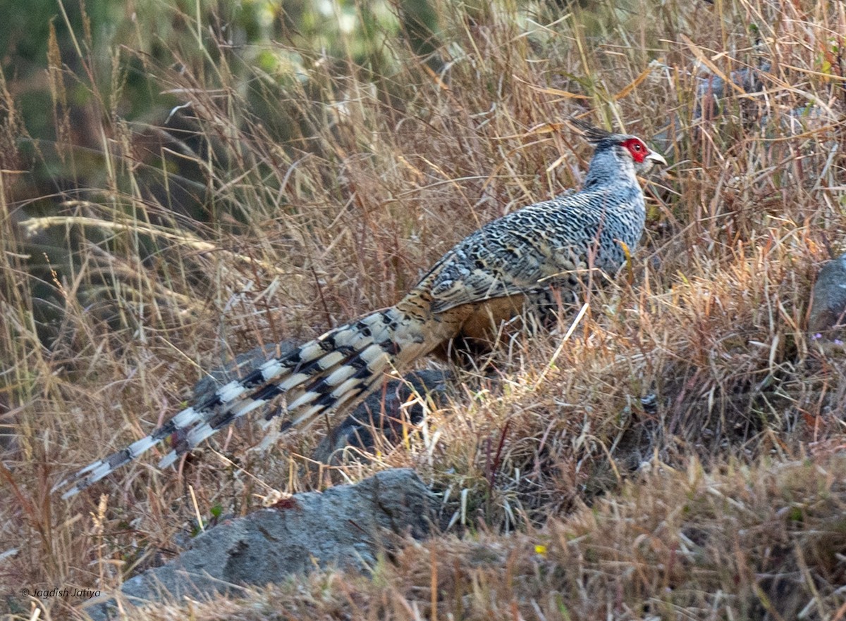 Cheer Pheasant - ML618257288