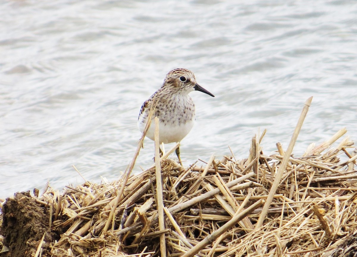 Least Sandpiper - Vivek Govind Kumar