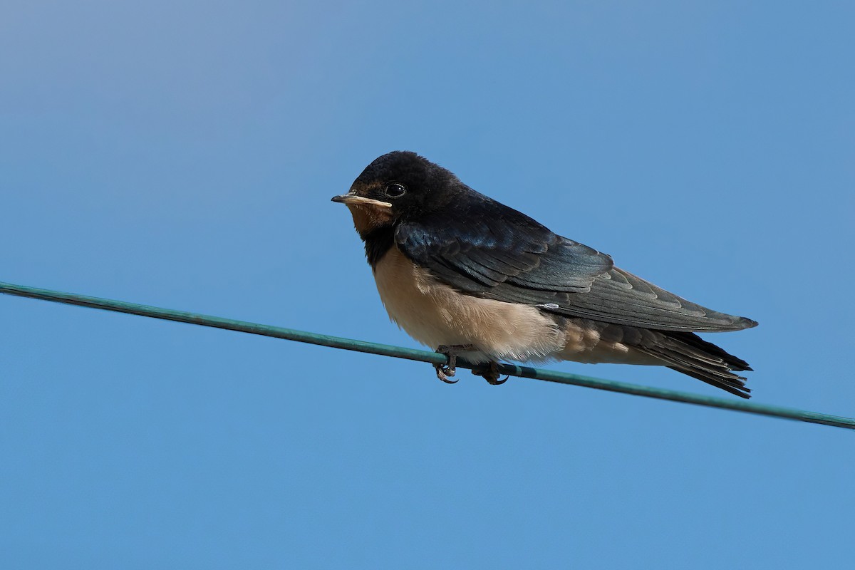 Barn Swallow - ML618257308