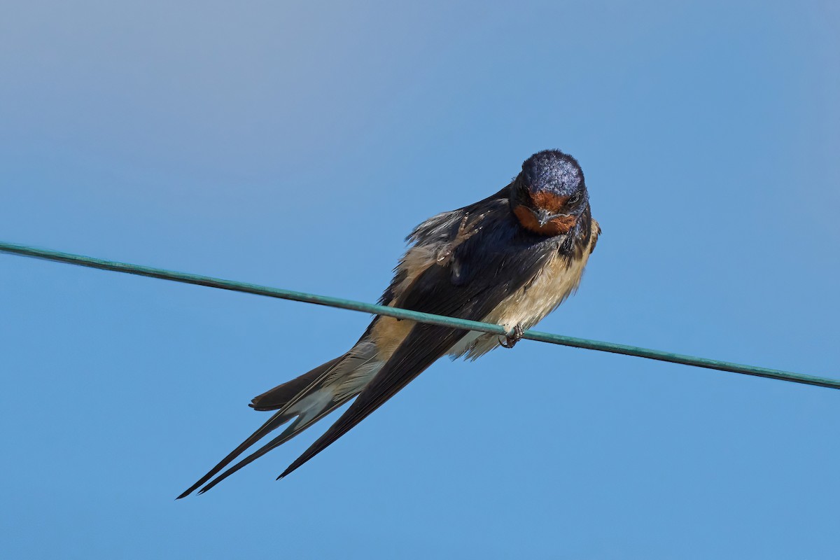 Barn Swallow - ML618257309