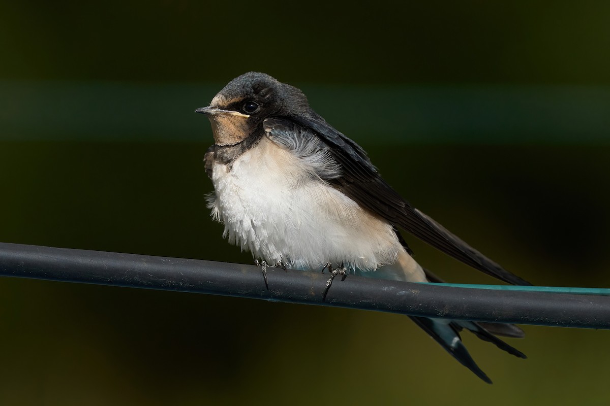 Barn Swallow - Beata Milhano