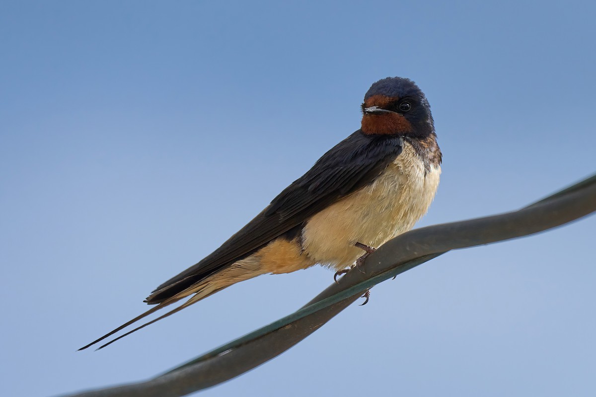 Barn Swallow - ML618257314