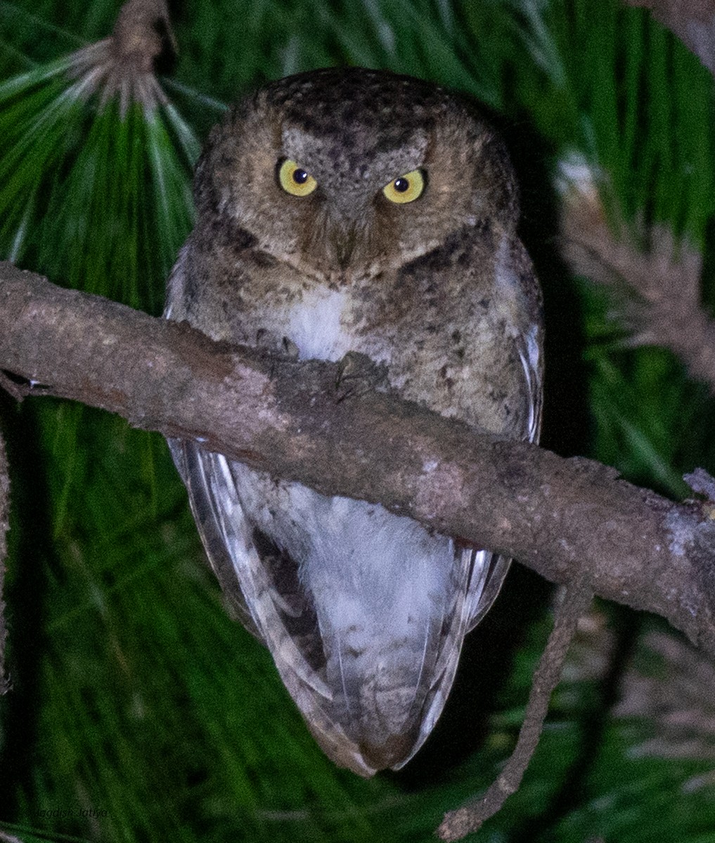 Mountain Scops-Owl - ML618257315