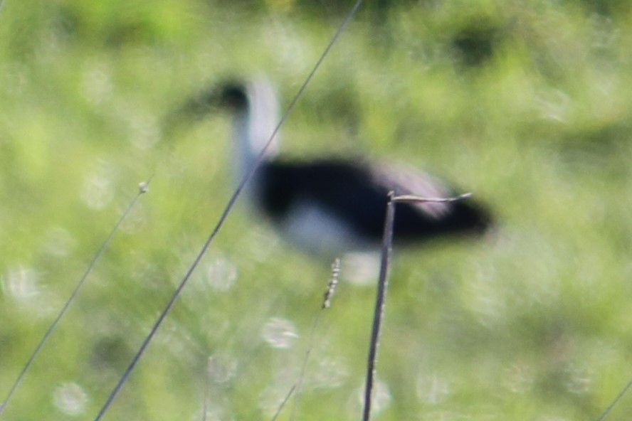 Straw-necked Ibis - NICOLINO DALFONSO