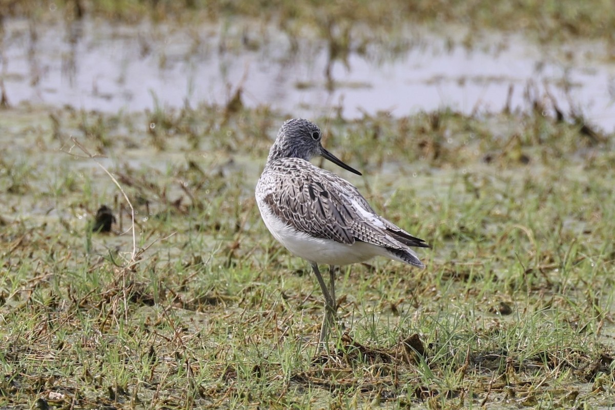 Common Greenshank - Andrew William