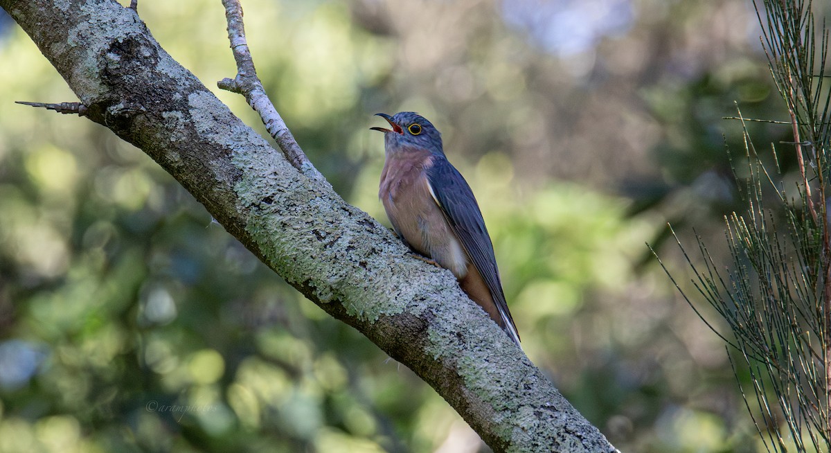 Fan-tailed Cuckoo - Andrew Marsh