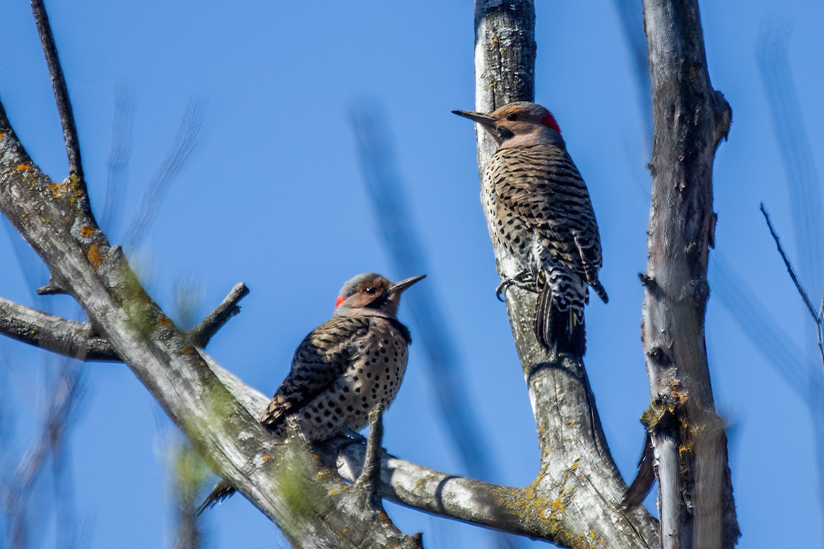 Northern Flicker - ML618257337