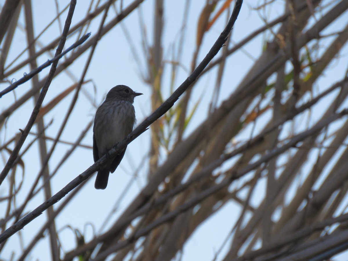 Spotted Flycatcher - Zlatan Celebic