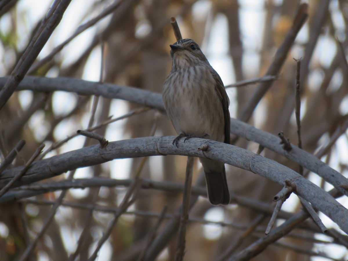 Spotted Flycatcher - Zlatan Celebic