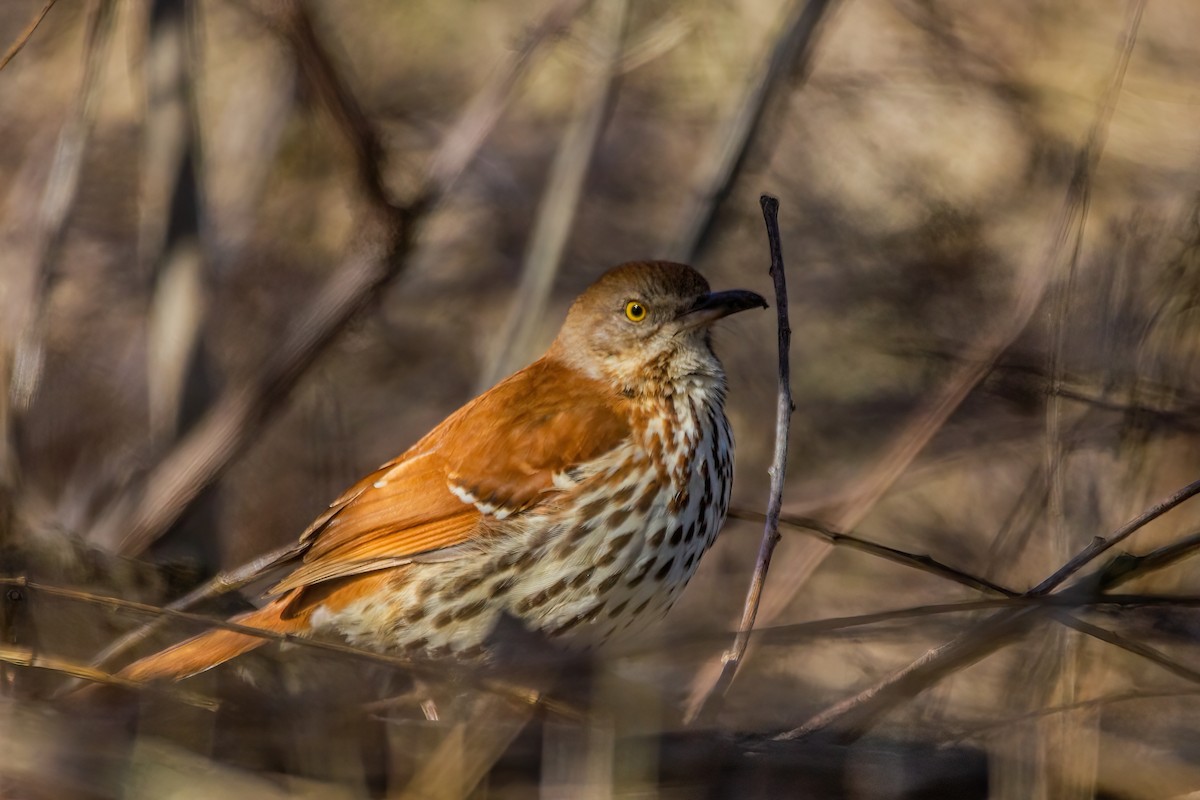 Brown Thrasher - Marc Boisvert