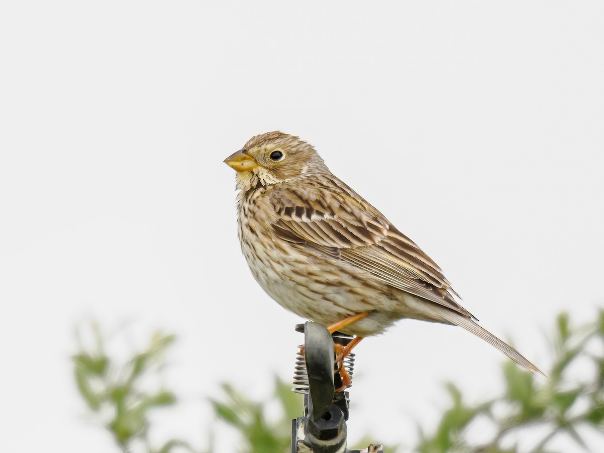 Corn Bunting - Manuel Fernandez-Bermejo