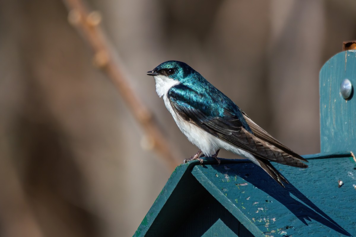 Tree Swallow - Marc Boisvert