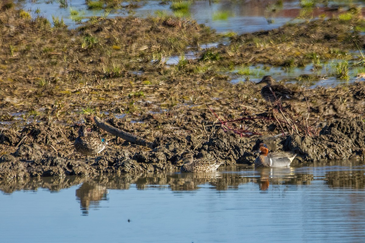 Green-winged Teal - ML618257378