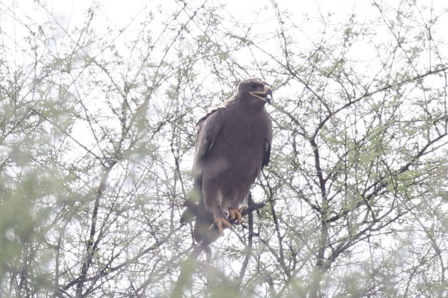 Greater Spotted Eagle - Andrew William