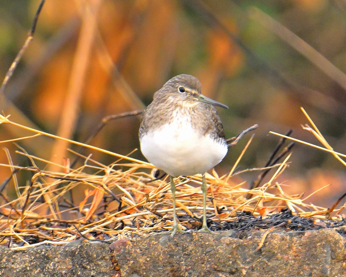 Common Sandpiper - ML618257420