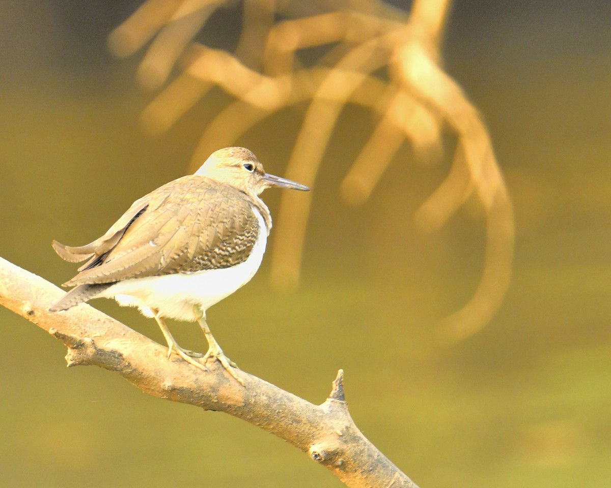 Common Sandpiper - ML618257422