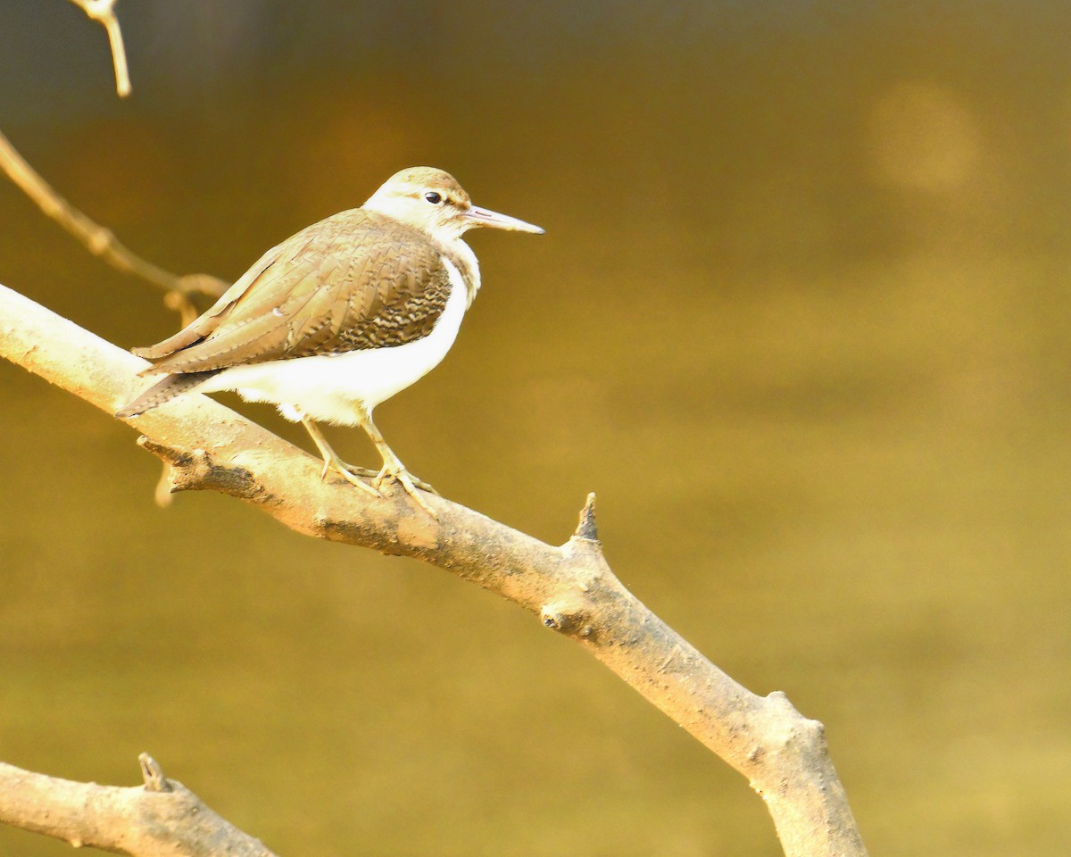 Common Sandpiper - ML618257423