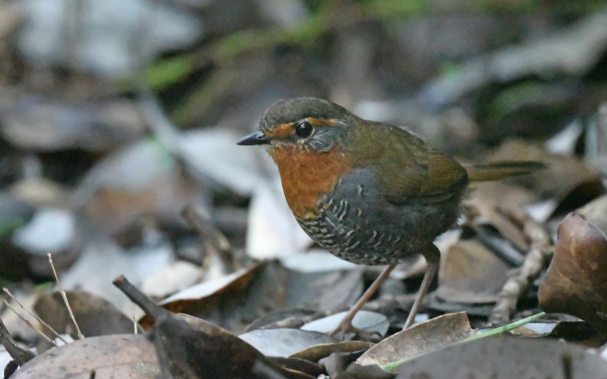 Rotkehltapaculo - ML618257436