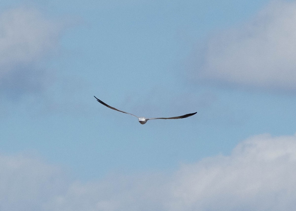 Caspian Tern - Robert Gully