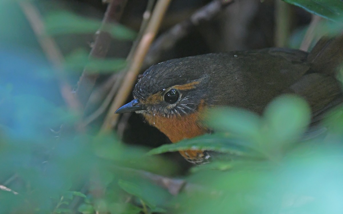 Rotkehltapaculo - ML618257457