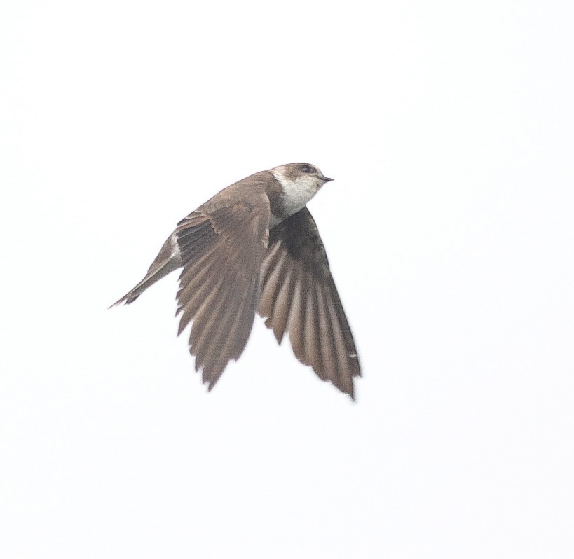 Bank Swallow - Oliver Main