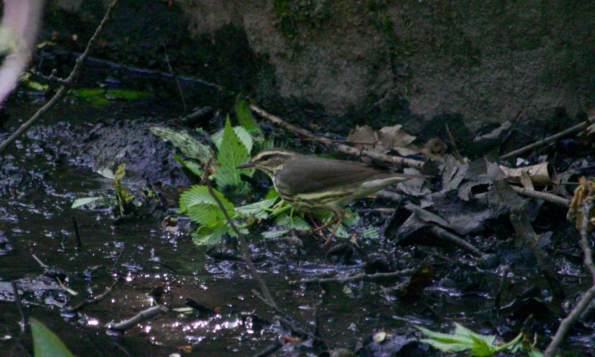 Northern Waterthrush - Loyan Beausoleil