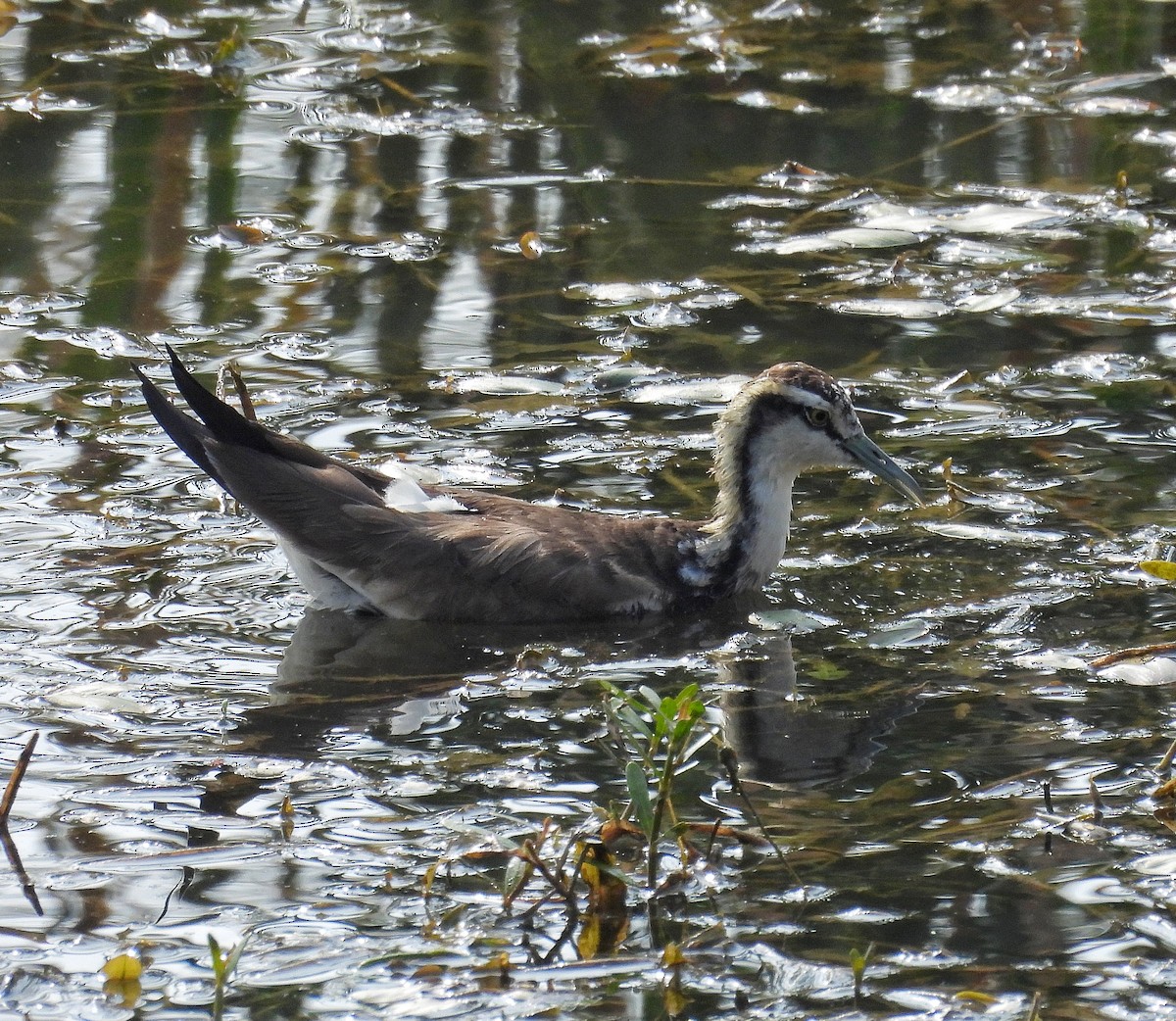 Pheasant-tailed Jacana - Santhi  K