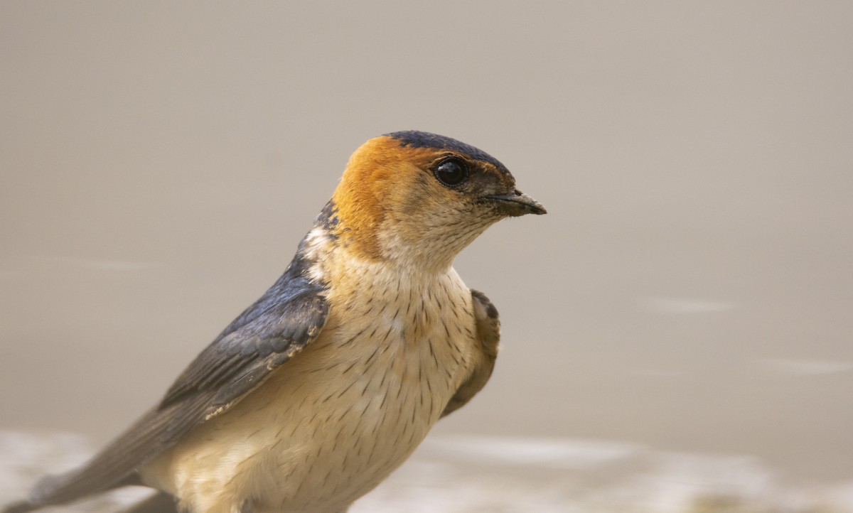 Golondrina Dáurica - ML618257556