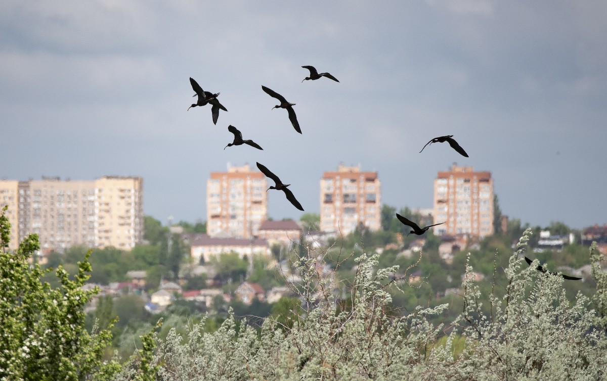 Glossy Ibis - Lena Gurdina