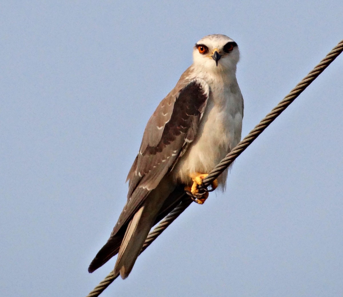 Black-winged Kite - subrata sarkar