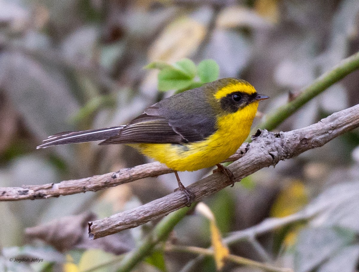 Yellow-bellied Fairy-Fantail - Jagdish Jatiya