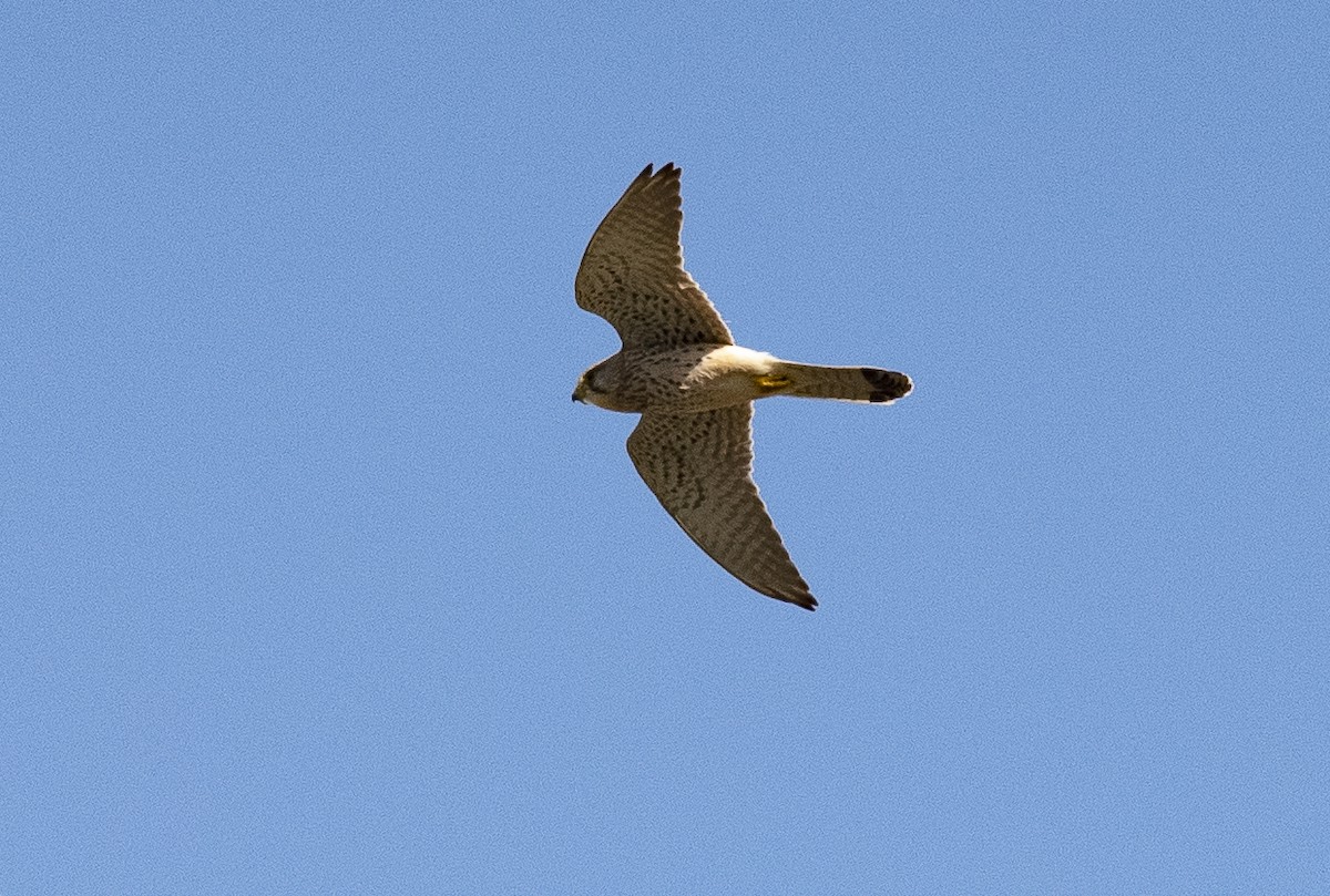 Eurasian Kestrel - Lena Gurdina