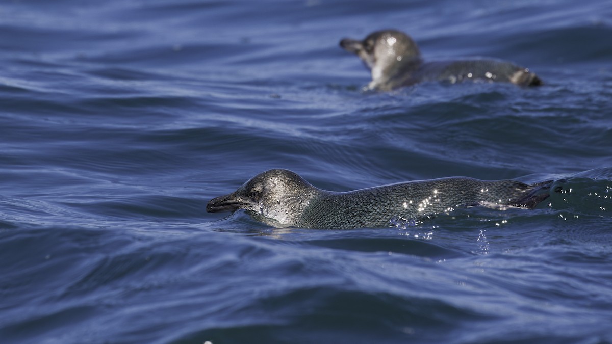 Little Penguin - Markus Craig