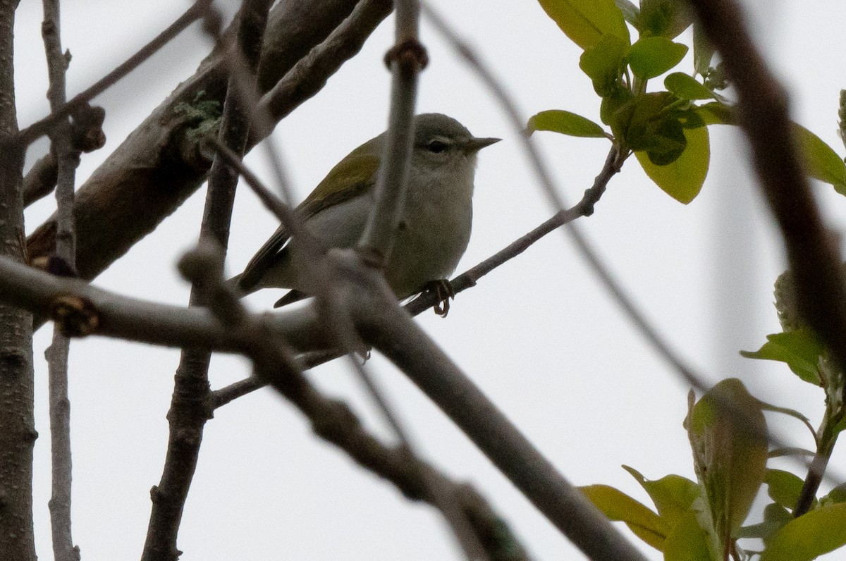 Tennessee Warbler - Gray Carlin
