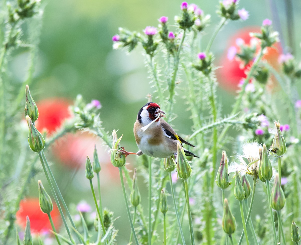 European Goldfinch - Donald Broadbridge