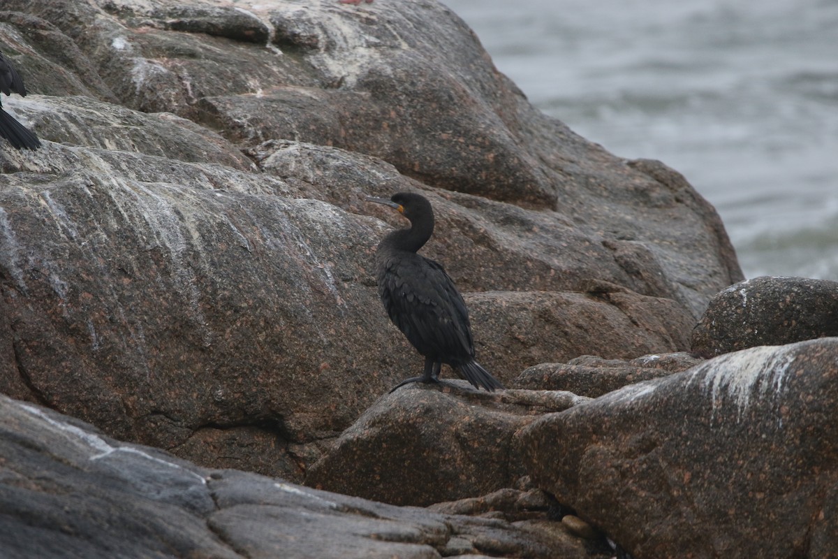 Cape Cormorant - Finn Gretschel